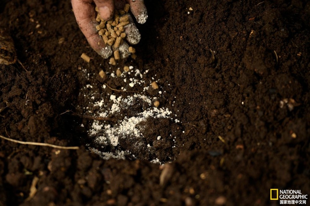 农民|磷危机日益逼近，土壤或隐藏解决方法