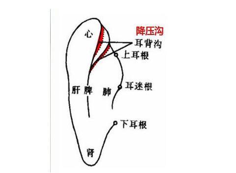 耳朵上有個血壓開關每天揉按兩次高血壓乖乖降下來