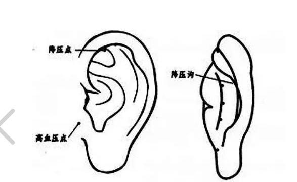 降压沟在耳朵位置图图片