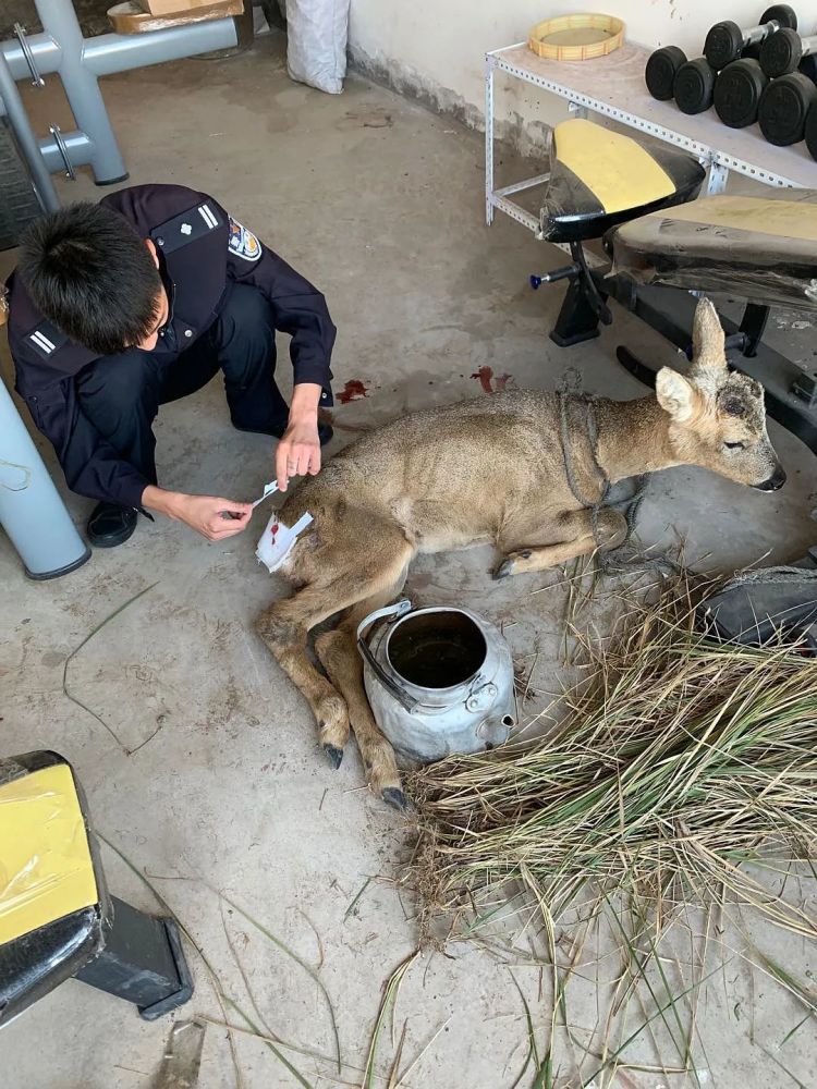 一隻國家二級保護動物受傷赤峰森林公安立即趕往現場