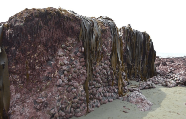 海啸|如果在海里潜水时恰好发生地震，会看到何种景象？