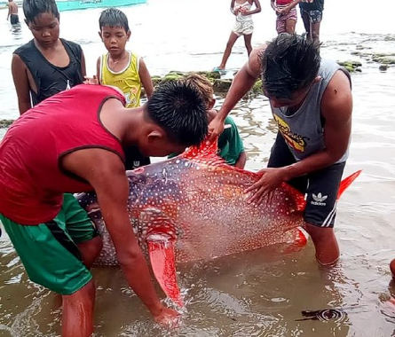 海啸|如果在海里潜水时恰好发生地震，会看到何种景象？