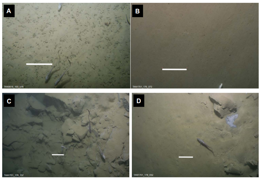 海啸|如果在海里潜水时恰好发生地震，会看到何种景象？