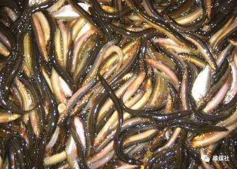 雄安记忆那年的石榴鱼