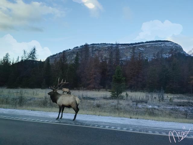 落基山脉|听说，落基山下雪了。我开始怀念那场红叶＆白雪之旅