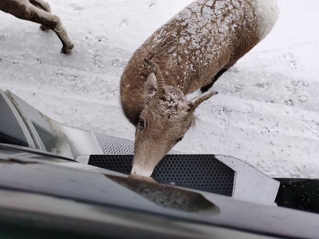 落基山脉|听说，落基山下雪了。我开始怀念那场红叶＆白雪之旅