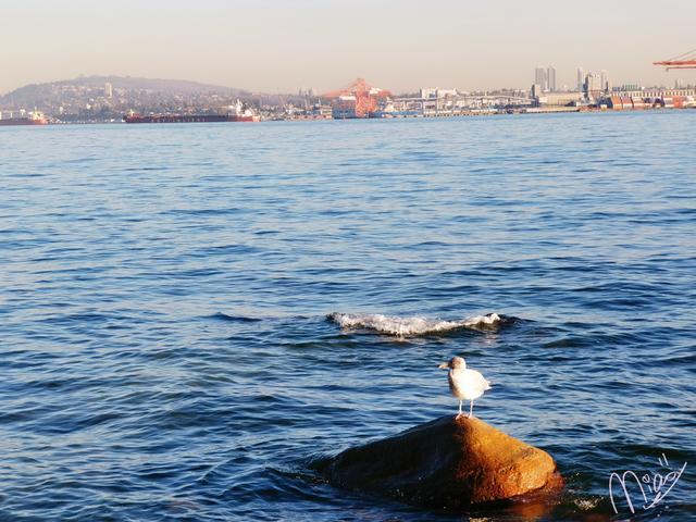落基山脉|听说，落基山下雪了。我开始怀念那场红叶＆白雪之旅