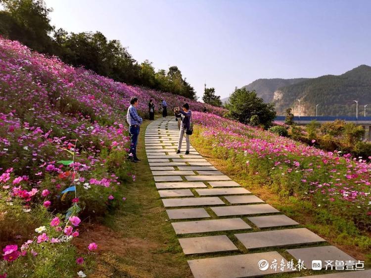 济南龙洞风景区的格桑花游人漫步其中闻花香