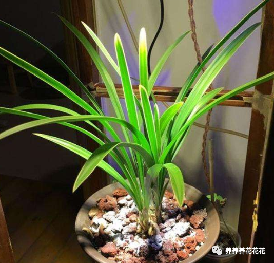 新手养好兰花第一步,加快兰花服盆,只需做好2点就可以