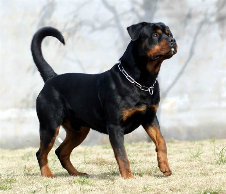 在秋季,你应掌握这些护理罗威纳犬毛发的技巧