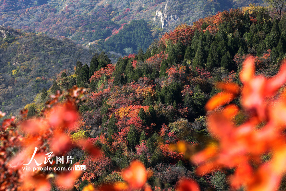 红叶节|北京：红叶岭层林尽染景如画