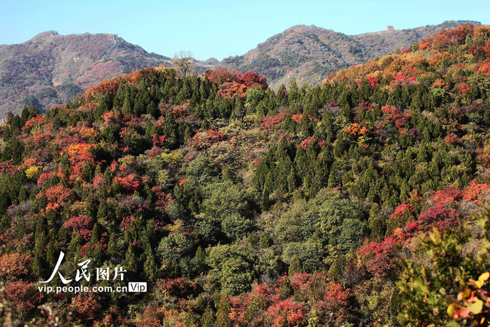 红叶节|北京：红叶岭层林尽染景如画