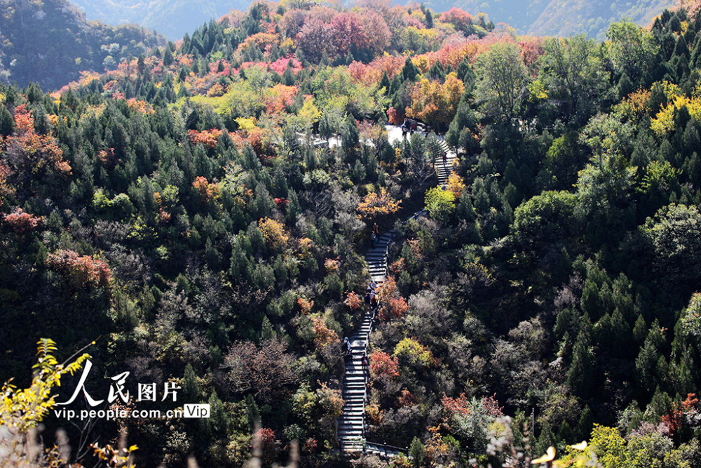 红叶节|北京：红叶岭层林尽染景如画