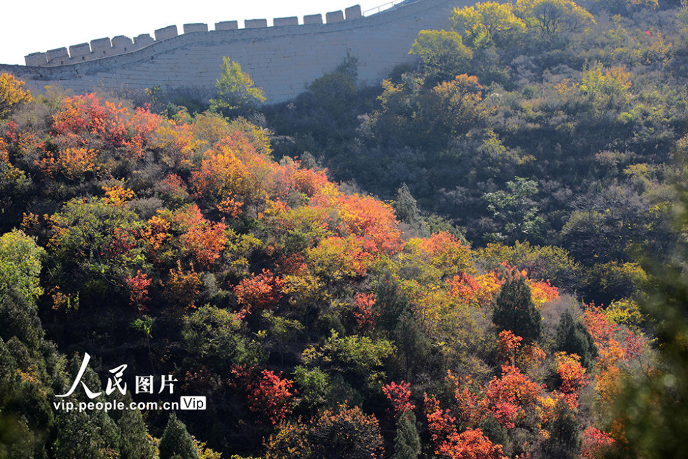 红叶节|北京：红叶岭层林尽染景如画