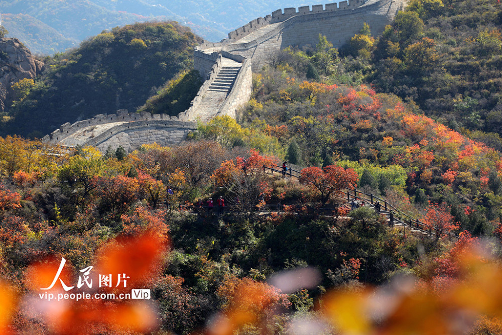红叶节|北京：红叶岭层林尽染景如画