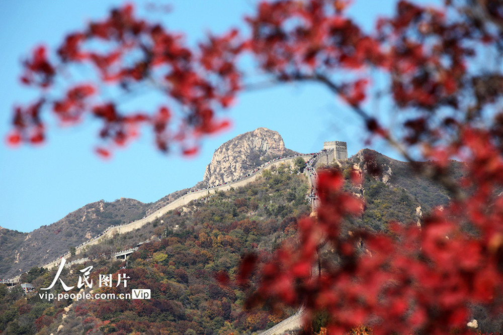 红叶节|北京：红叶岭层林尽染景如画
