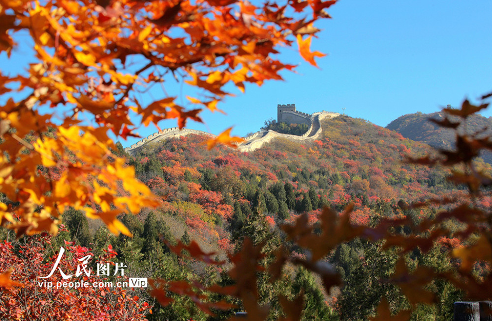 红叶节|北京：红叶岭层林尽染景如画