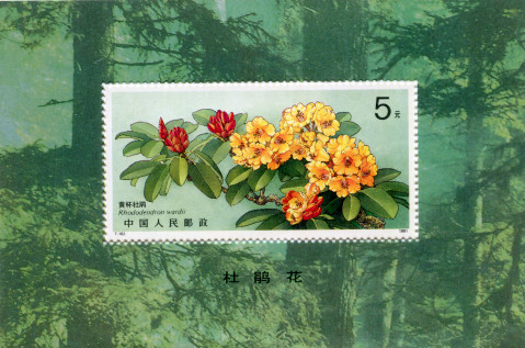 杜鹃|时光里的两枚邮票