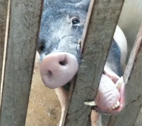 猪兄需不需要让我帮帮你啊哈哈哈就差一把孜然了