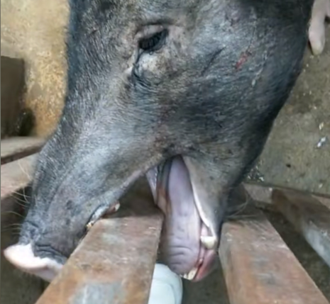 居然能卡到牙,可能此时此刻猪的内心应该很崩溃吧,看着尖利无比的牙齿