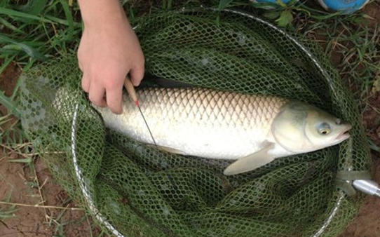 五氯酚酸钠|北京市曝光：这些“鲤鱼，草鱼”都不能吃，违禁兽药不敢小瞧！
