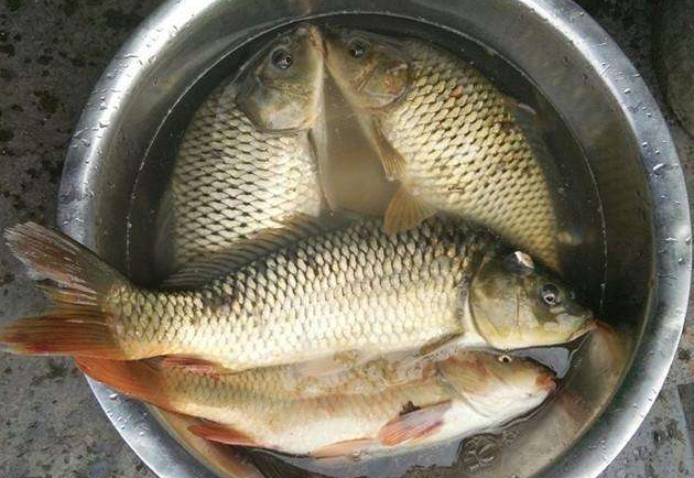 五氯酚酸钠|北京市曝光：这些“鲤鱼，草鱼”都不能吃，违禁兽药不敢小瞧！