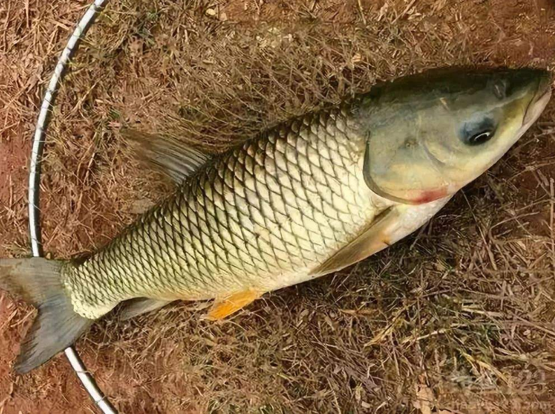 五氯酚酸钠|北京市曝光：这些“鲤鱼，草鱼”都不能吃，违禁兽药不敢小瞧！