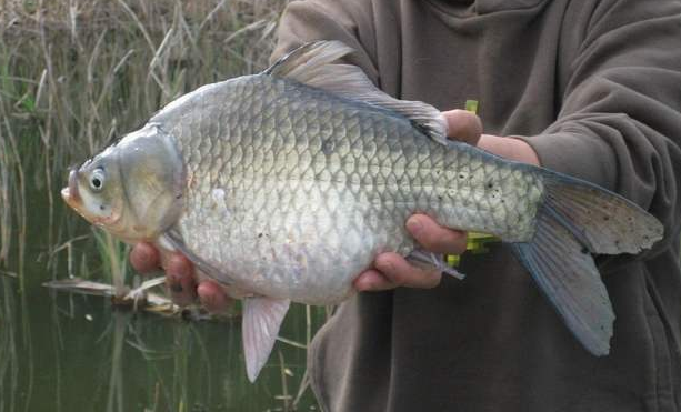五氯酚酸钠|北京市曝光：这些“鲤鱼，草鱼”都不能吃，违禁兽药不敢小瞧！