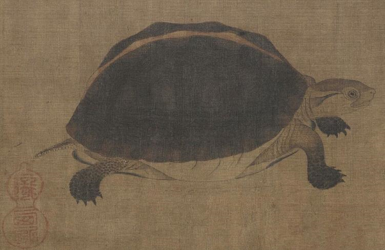 王新越|从山野常客到濒危物种：两种中国本土龟类的悲歌