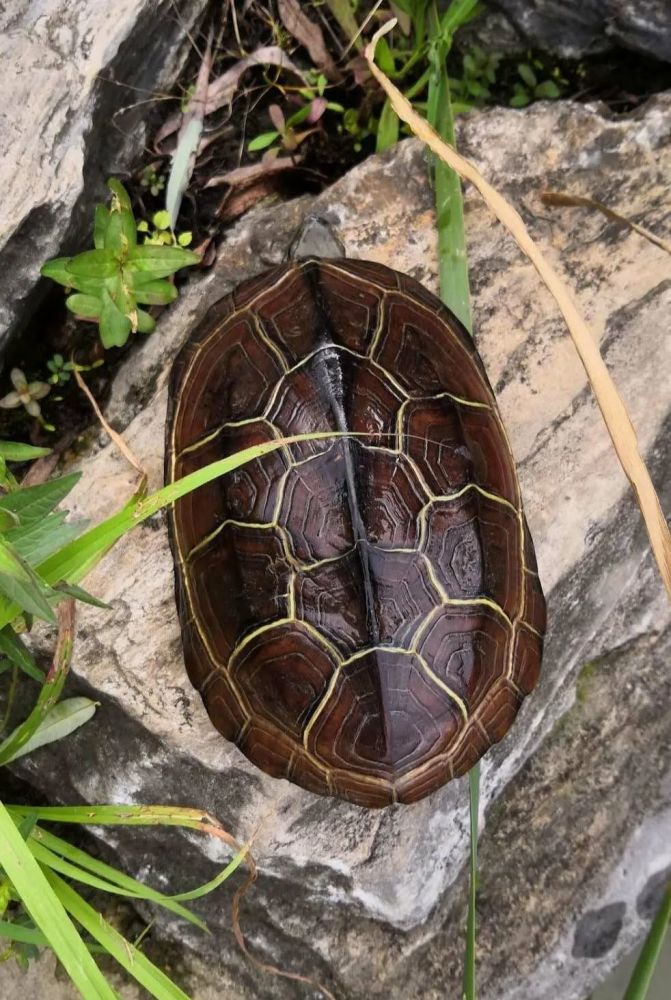 王新越|从山野常客到濒危物种：两种中国本土龟类的悲歌