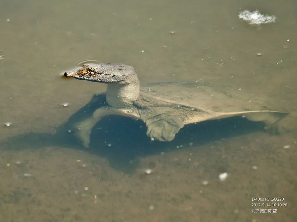 王新越|从山野常客到濒危物种：两种中国本土龟类的悲歌