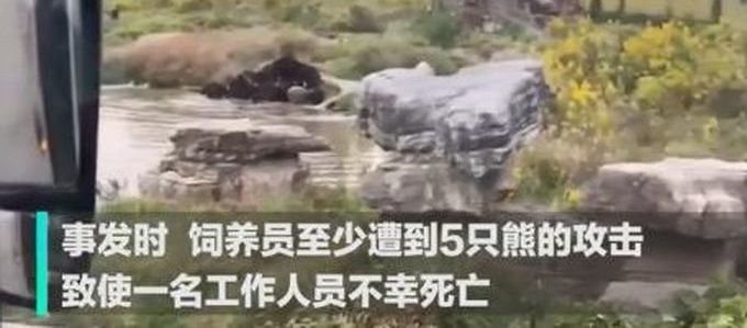 游客讲述上海野生动物园游览经历-WordPress极简博客