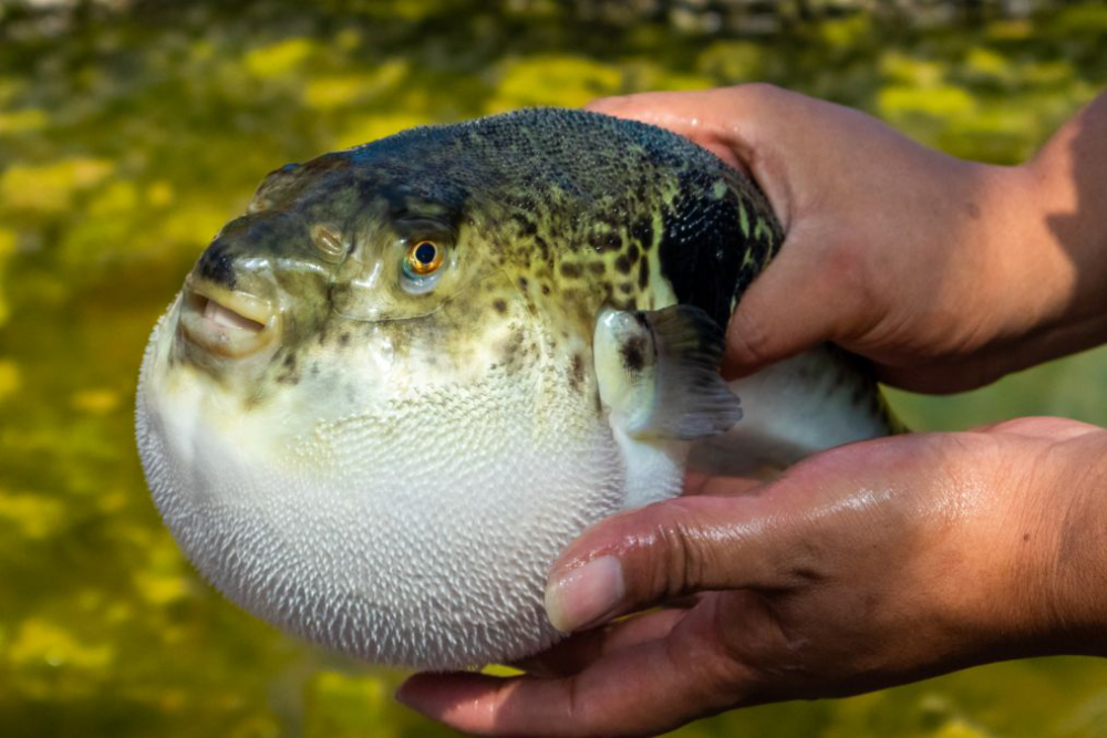 迎曹妃甸第三届河豚节处处惊喜遍地开花,曹妃甸河豚养殖远景广阔