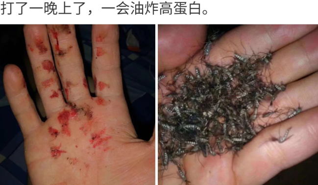 打了一晚上蚊子一会油炸高蛋白哈哈哈可以代替壁虎的地位了吧