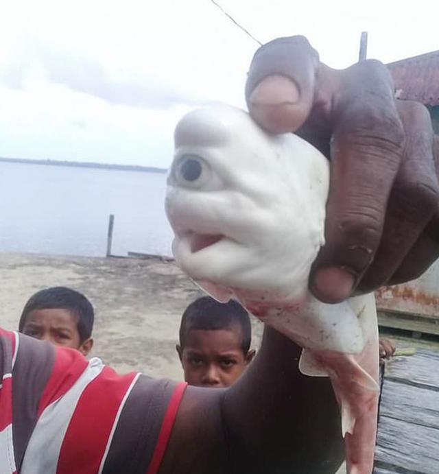 罕见白化鲨鱼被人类发现!身体全白,只有一只眼,长头部中间_腾讯新闻