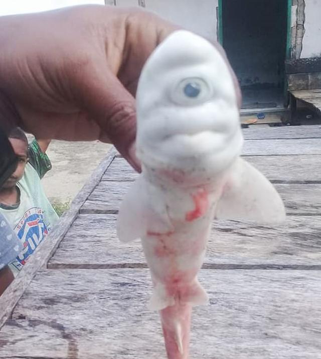 罕见白化鲨鱼被人类发现!身体全白,只有一只眼,长头部中间