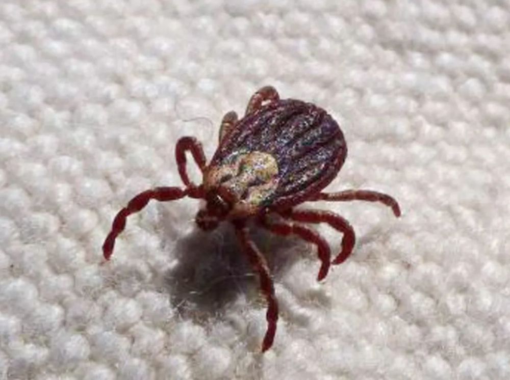 一,恙虫多喜爱叮咬身体隐蔽部位恙虫又称恙螨,沙虱,恙虫病是一种由于