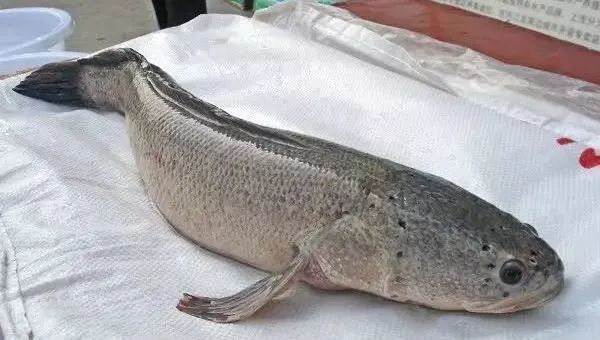 省部级科研项目1700余项,获科技成果奖200余项,培育建鲤,奥尼鱼等