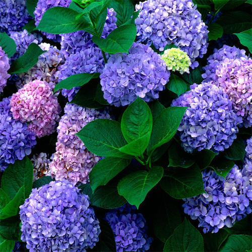 让绣球开第二波花 牢记4个 方法 复花快 迅速花爆盆 复花 绣球花 爆盆