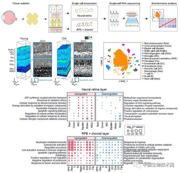 细胞|动物所合作揭示灵长类视网膜衰老的分子机制