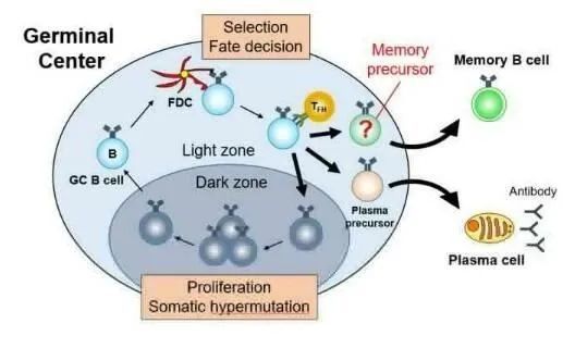 b细胞|JEM：揭示机体产生记忆B细胞并维持长效免疫反应的分子机制