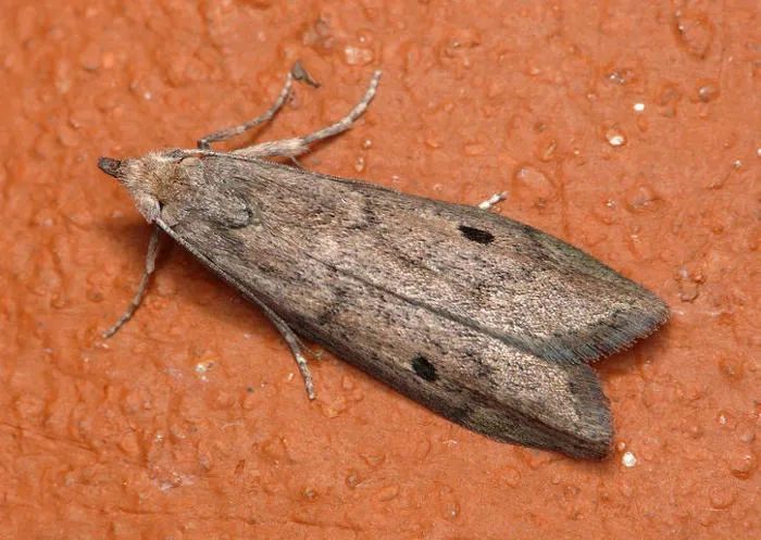 飞虫|都叫小飞虫，有些却有害！家里莫名出现的小飞虫你都认识吗？