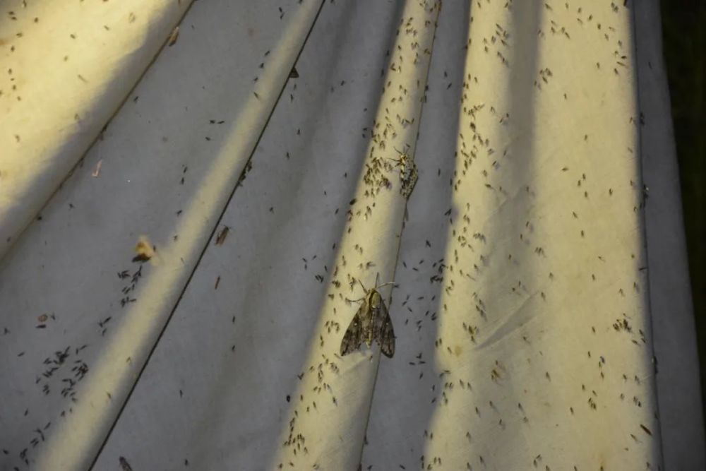 飞虫|都叫小飞虫，有些却有害！家里莫名出现的小飞虫你都认识吗？