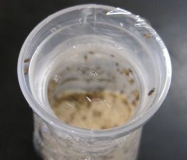 飞虫|都叫小飞虫，有些却有害！家里莫名出现的小飞虫你都认识吗？