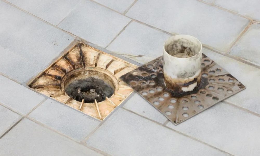 飞虫|都叫小飞虫，有些却有害！家里莫名出现的小飞虫你都认识吗？