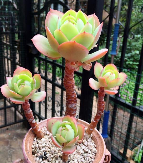 金秋十月养多肉碧桃鸡蛋莲花注意3点绿叶看着粉嫩嫩