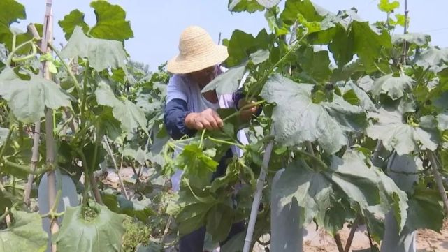 渠口鎮張莊村冬瓜種植基地大家就一起跟隨小編去看看香河的小康之路吧