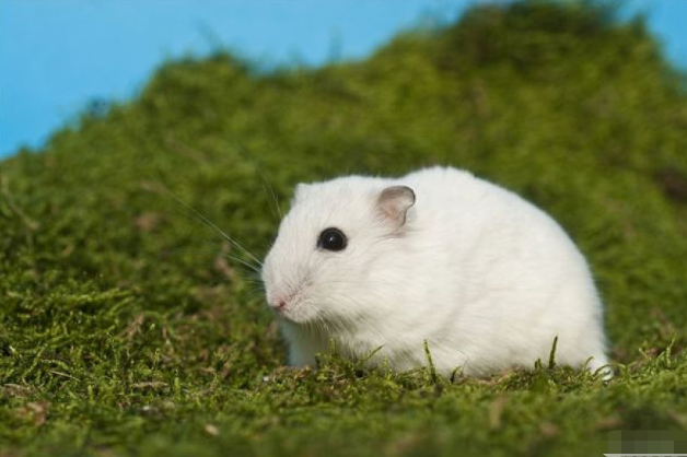 子鼠人 10月30号这个人出现在你家门口 是你下半年最棒的贵人 腾讯新闻