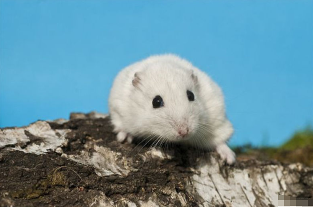 子鼠人 10月30号这个人出现在你家门口 是你下半年最棒的贵人 腾讯新闻