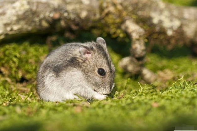 子鼠人 10月30号这个人出现在你家门口 是你下半年最棒的贵人 腾讯新闻